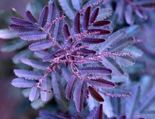 30 Blue Leafed Mimosa Tree Seeds for Planting Acacia baileyana Purpurea