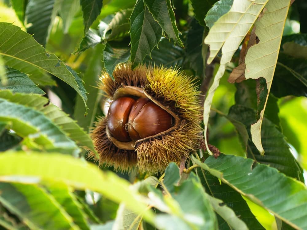 Hybrid Chestnut Tree Seedlings for Planting