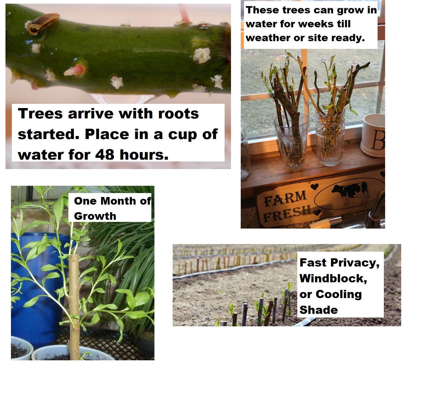 3 Hybrid Willow Tree Cuttings - Fast Growing Shade and Privacy Trees