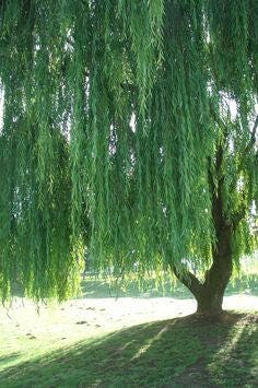 Weeping Willow Tree Cuttings for Planting - Ready to Plant - Beautiful Arching Canopy - Fast Growing Trees