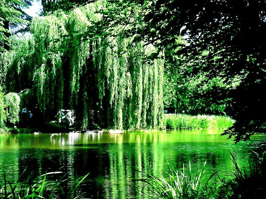 12 Weeping Willow Trees - Ready to Plant - Beautiful Arching Canopy