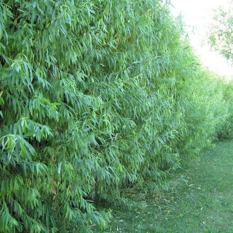 6 JUMBO Hybrid Willow Cuttings - 5/8 to 1+inches thick. Grow Bigger Faster