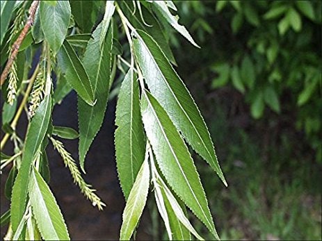 50 Black Willow Tree Cuttings | Grow 50 Black Willow Trees | Fast Growing Shade, Privacy or Landscaping Trees