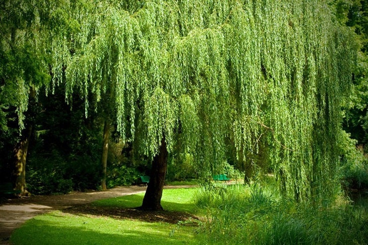 Weeping willow named a Tree of Distinction, Local News