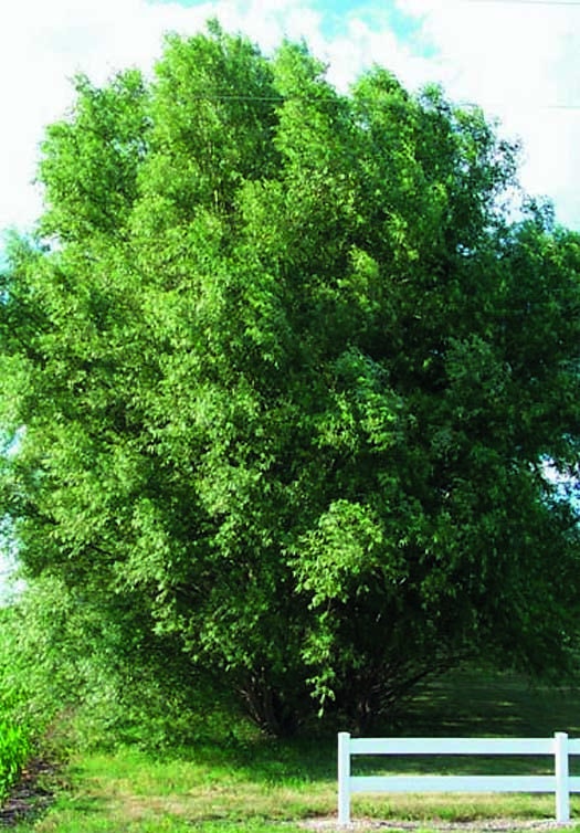 8 LARGE Aussie Hybrid Trees - 2 Footers, and 1-2 inches Thick - They Grow Better Simply Because They Are Bigger
