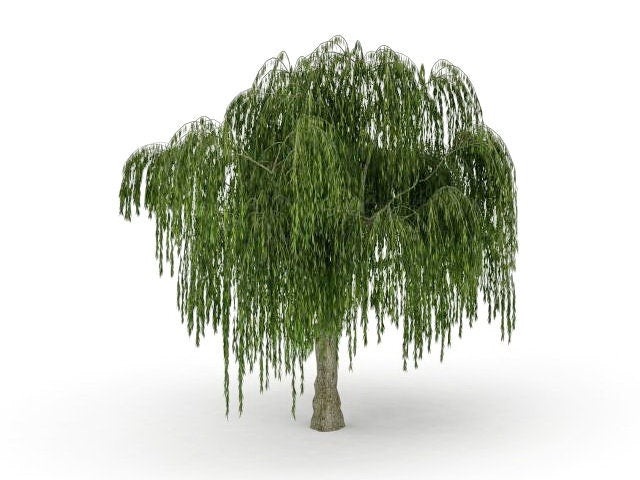indoor willow tree plant One Dwarf Weeping Willow Tree Cutting - Excellent Bonsai Tree