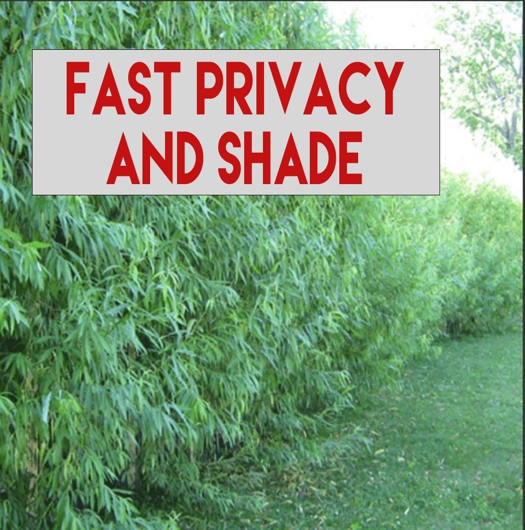 10 LARGE Aussie Hybrid Trees - 2 Footers, and 1-2 inches Thick - They Grow Better Simply Because They Are Bigger