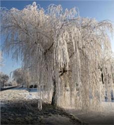 50 Weeping Willow Cuttings & 50+ Giant Bamboo seeds