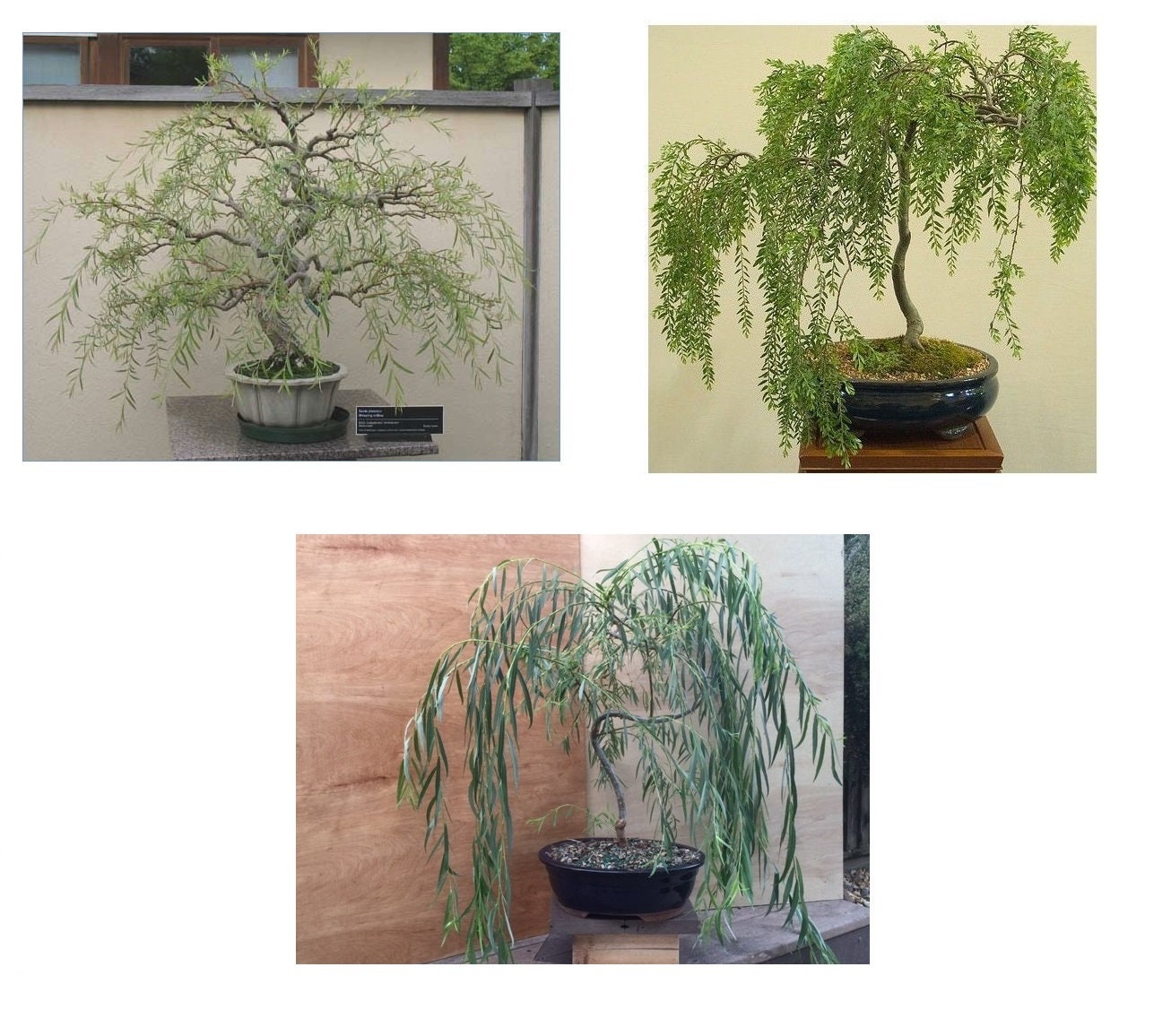 home shops usa bonsai green weeping willow tree Bonsai Tree Bundle - 3 Thick Trunk Bonsai Willow Tree Cuttings