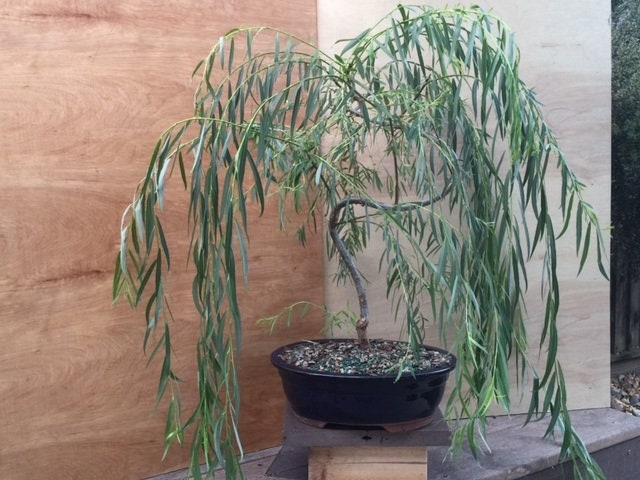 Bonsai Tree Bundle - 3 Thick Trunk Bonsai Willow Tree Cuttings - One each, Australian, Weeping, Dragon - Fast Growing Bonsai Trees