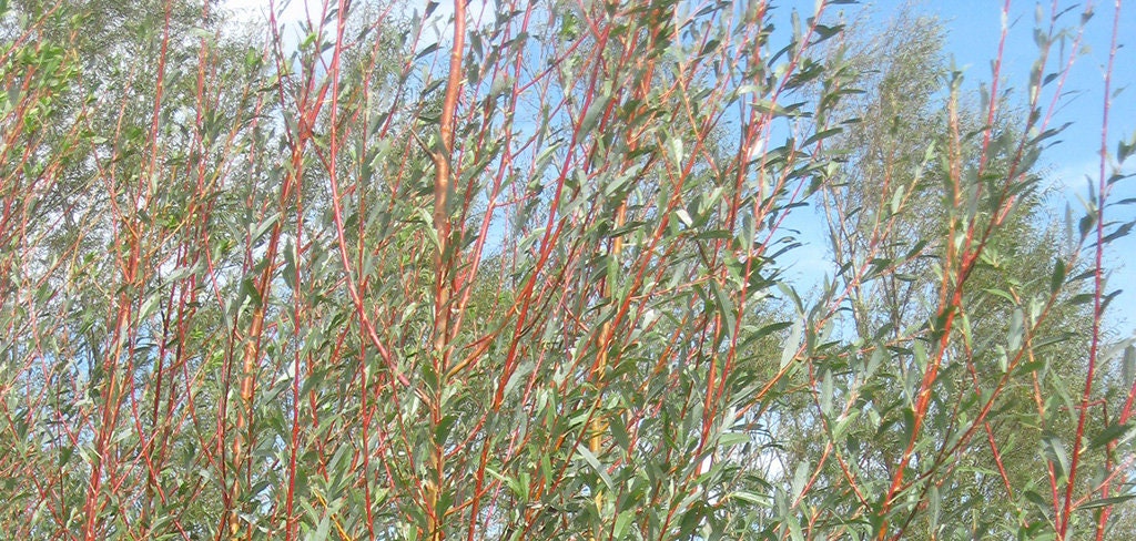 One (1) Flame Willow Tree Cutting to Grow - Vibrant Orange to Red Bark - Fast Growing Shade or Privacy Tree - Excellent Bonsai