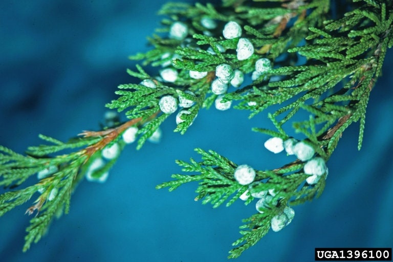 20 Real Red Cedar tree Branches, Freshly cut, Wreaths, garlands, Christmas decorations ,Wedding decorations. 20 Branches