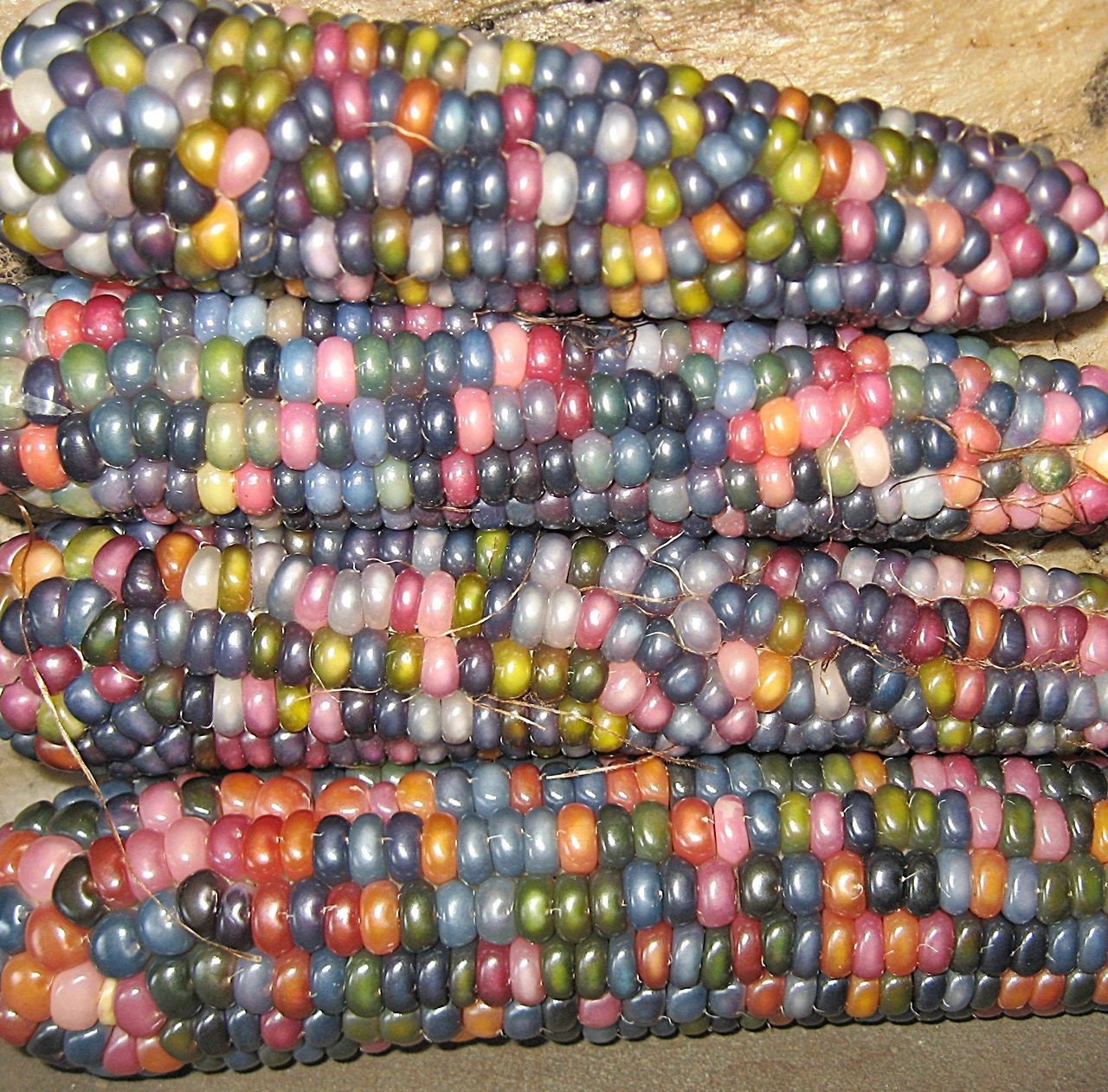 Rare Glass Gem Indian Corn Seeds - 25+ Seeds - Vibrant Translucent Kernels - Grown in Iowa - A Must Have!