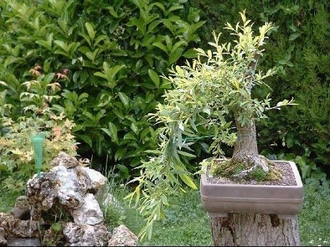 bonsai tree willow Bonsai Tree - Black Willow Bonsai Tree Cutting