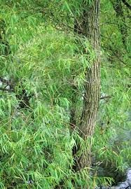 3 Black Willow Tree Cuttings -Fast Growing Trees - Grow 3 Amercian WIllows