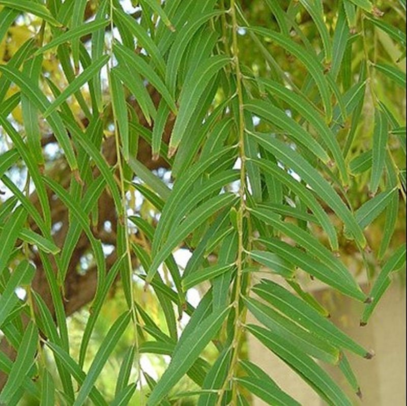 Two Globe Willow Trees - Fast Growing Shade or Privacy - Get 2 Live Tree Plants to Grow