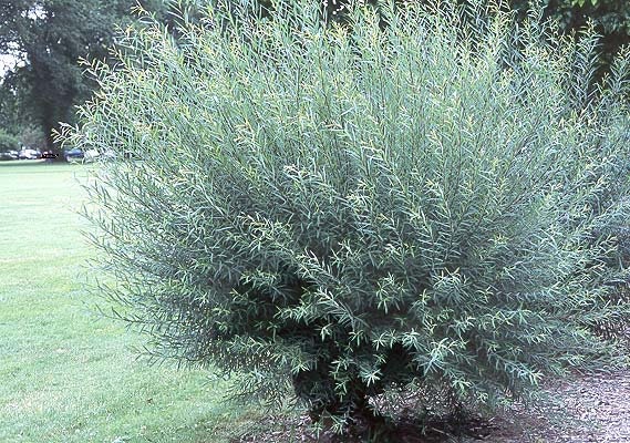 4 Live Basket Willow Tree Shrubs - Grow Basket Willow Branches for Crafts an Furniture
