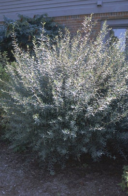 4 Live Basket Willow Tree Shrubs - Grow Basket Willow Branches for Crafts an Furniture