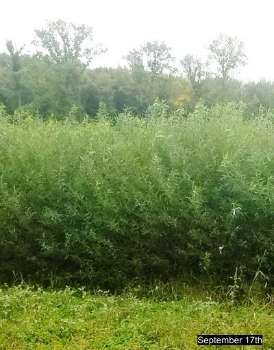 One Live Basket Willow Tree Shrubs - Grow Basket Willow Branches for Crafts an Furniture