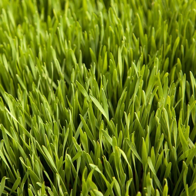 3 LBS Winter Rye Seed Cover Crop, Food Plot Deer, Wildlife, Garden Cover Crop, Fast Growing & Winter Hardy