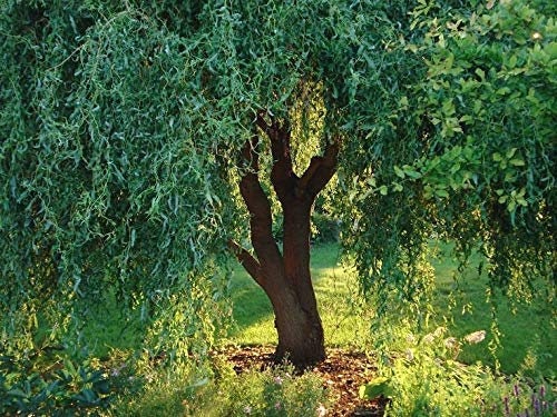 Global Warming Reversal Kit - Live Trees + 28 Species Perennial Pollinator Garden Seed Packet - Help Monarch Butterflies and Bees