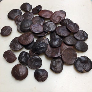 Bonsai Tree Chinese Wisteria Tree Seeds - Highly Prized Flowering Bonsai, Wisteria sinensis - Fresh Seeds to Grow