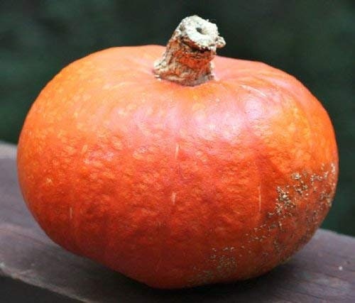 12 Japanese Heirloom Red Kuri Hokkaido Squash Seed - Organic Squash Seeds - Kabocha squash seeds