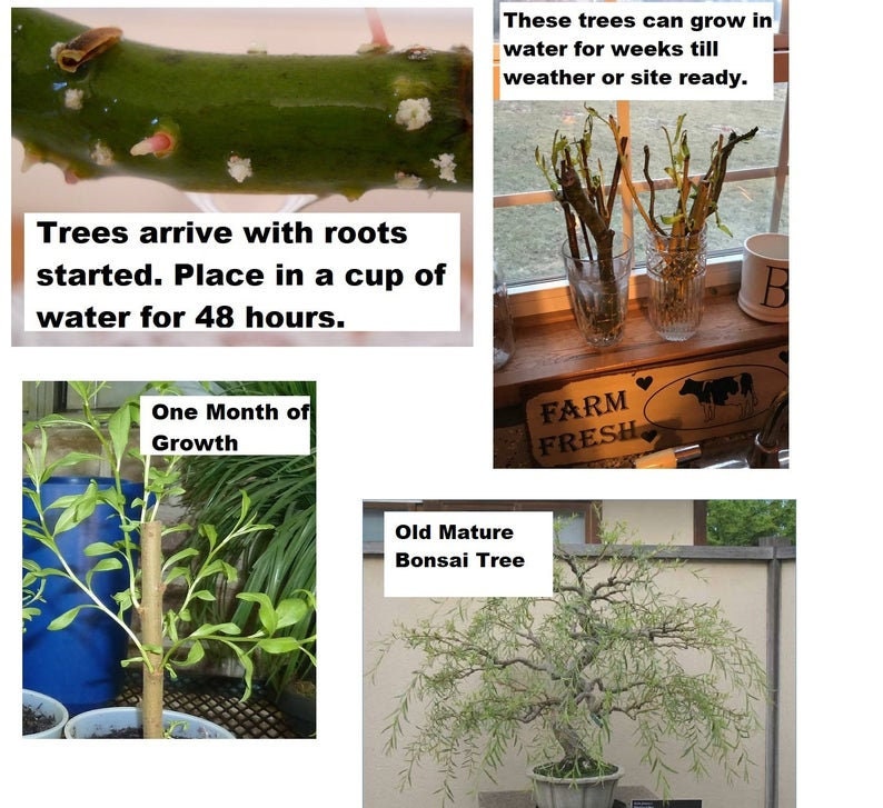 Bonsai Tree - Flame Willow Tree - Large Thick Trunk Cutting - Fast Growing Indoor/Outdoor Bonsai Tree Cutting - Ships Bare Root