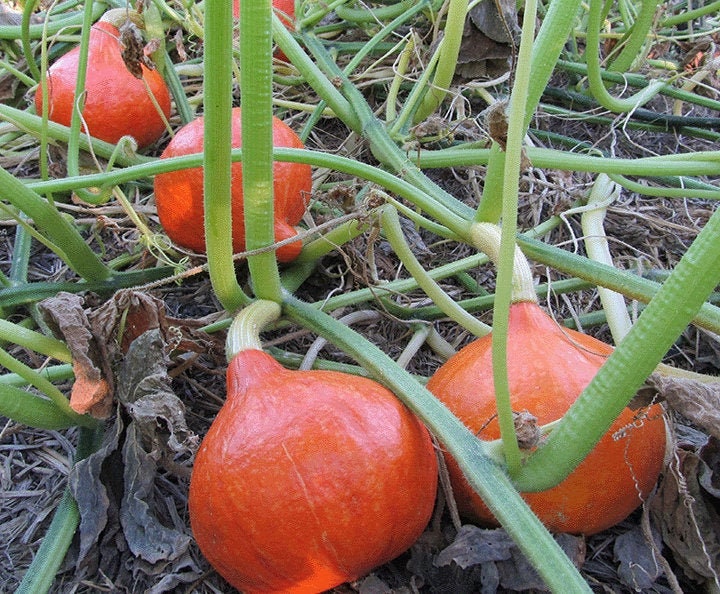 10 Red Kuri Seeds - Organic Squash, Non-GMO - 10 kabocha squash seeds