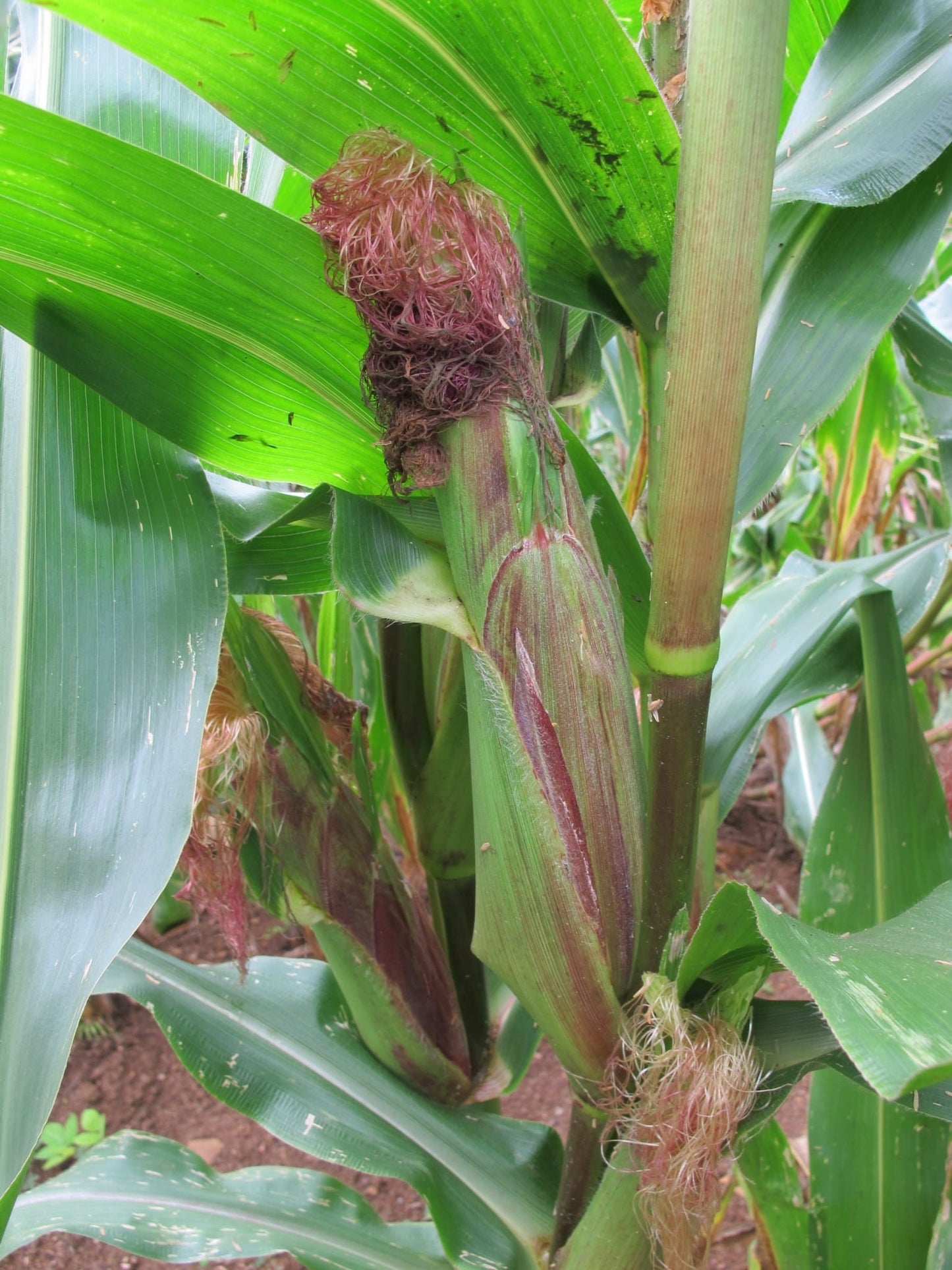 75 Bloody Butcher Corn Seeds - Vibrant Red Indian Corn - Heriloom Corn Seeds