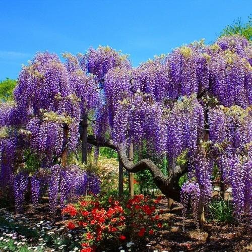 Flowering Bonsai Tree Seed Bundle #1 - 3 Types of Flowering Tree Seeds to Grow as Bonsai Tree, Chinese Wisteria, Judas Tree, Blue Jacaranda