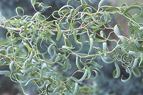 Gold Corkscrew Willow Tree Cutting - Rare and Unique Curly Leaves and Branches