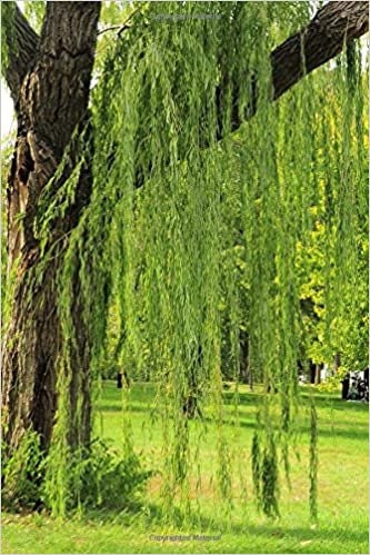 2 Bright Green Weeping Willow Cuttings - Vibrant Green Wood and Leaves