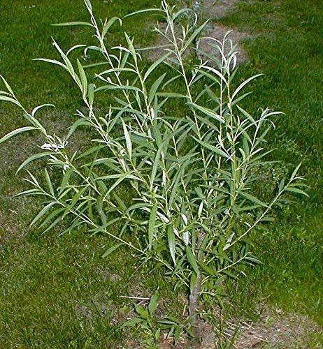 25 Thin Hybrid Willow Cuttings - 25 Cuttings, Pencil Size or Thinner, TWIGS