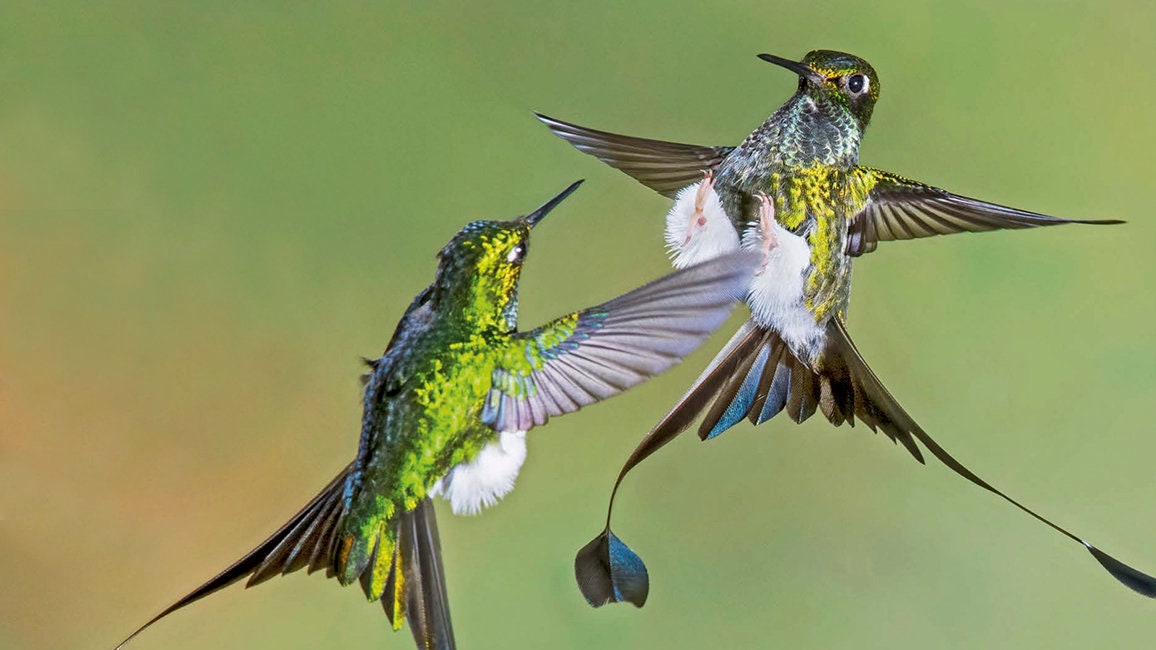 Hummingbird Garden Kit - Attract Hummingbirds with Diverse Wildflower Seed Mix