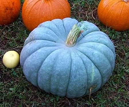 Exotic Blue Jarrahdale Pumpkin Seeds | 20 Pack | Made in USA, Ships from Iowa.