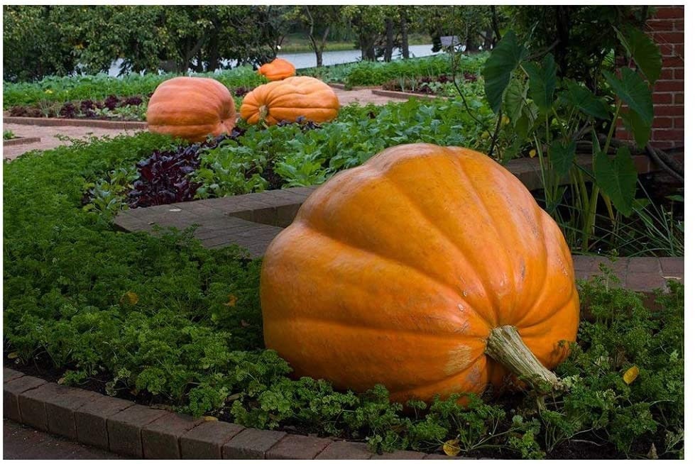 Biggest Pumpkin in The World | Easy to Grow | Grow Atlantic Giant Pumpkins