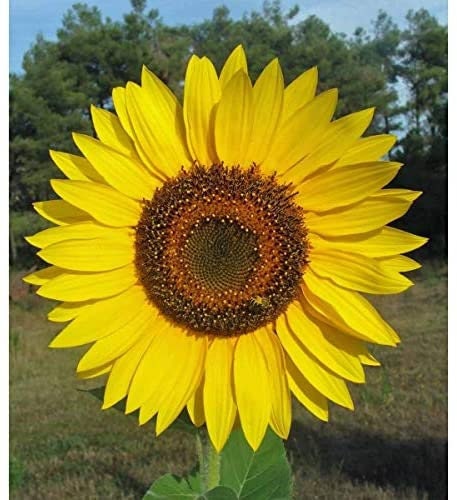 50 Giant Sunflower Seeds to Plant - Huge 2 ft Wide Flowers - A Real Giant