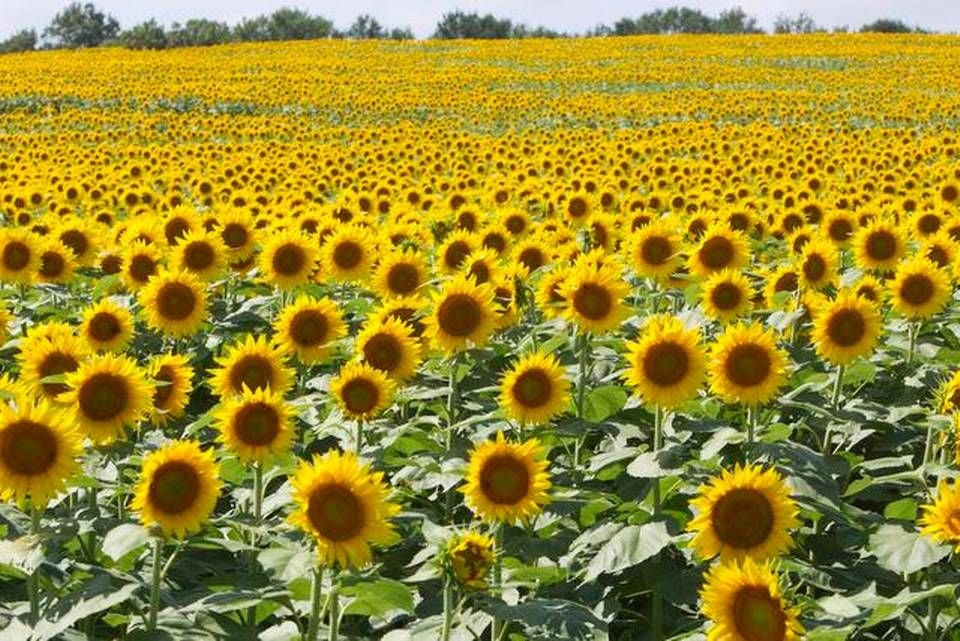 Black Oil Sunflower Seeds for Planting - 100+ Seeds - Birds Love Them! for The Bird Watcher to Grow