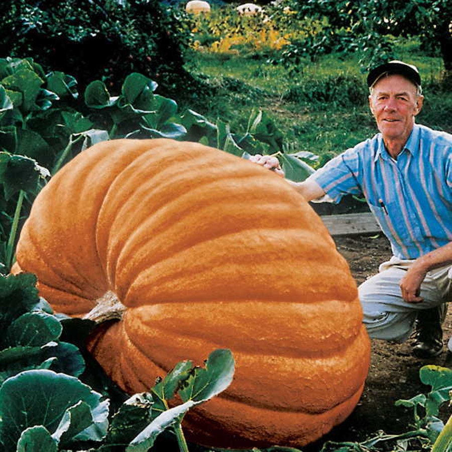 Biggest Pumpkin in the World | 10 Seeds | Grow Colossal Pumpkins