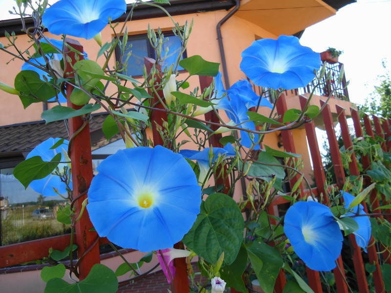 100 Blue Morning Glory Seeds to Plant | Beautiful Flowering Vine