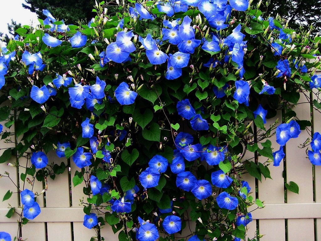 Blue Morning Glory Seeds to Plant | 150 Seeds | Beautiful Flowering Vine
