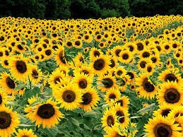 Black Oil Sunflower Seeds for Planting - 100+ Seeds - Birds Love Them! for The Bird Watcher to Grow