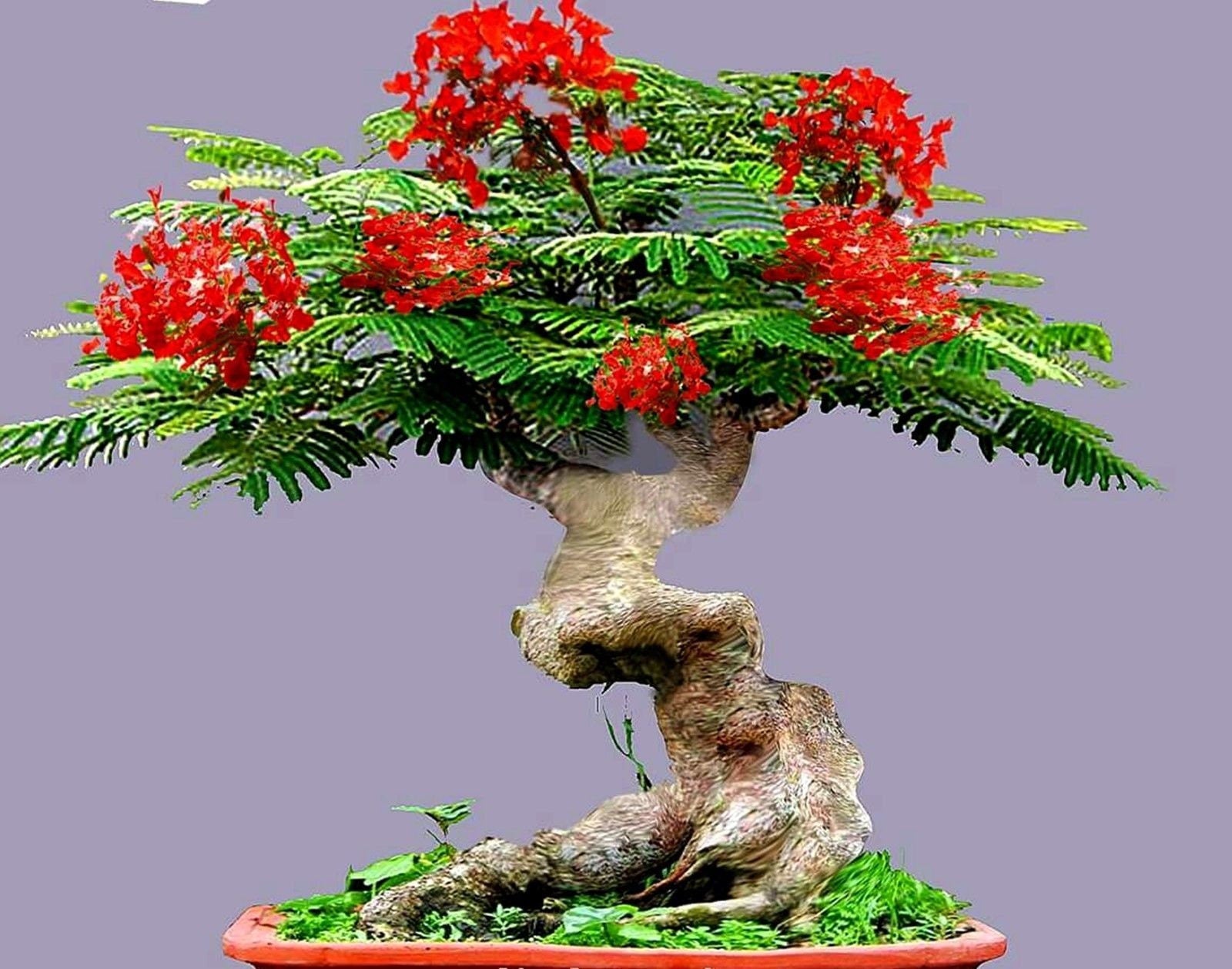red plum bonsai tree Bonsai Flame Tree Seeds - Tropical Flowering Tree