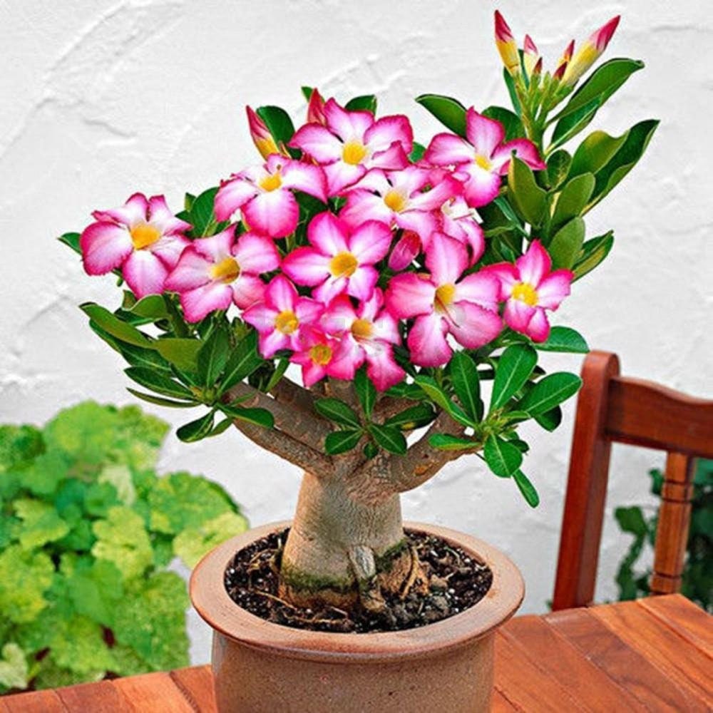BIG PACK Desert Rose Seeds to Grow | 50 Pack of Seeds | Highly Prized Flowering Bonsai | Adenium Obesum, 50 Seeds to Grow