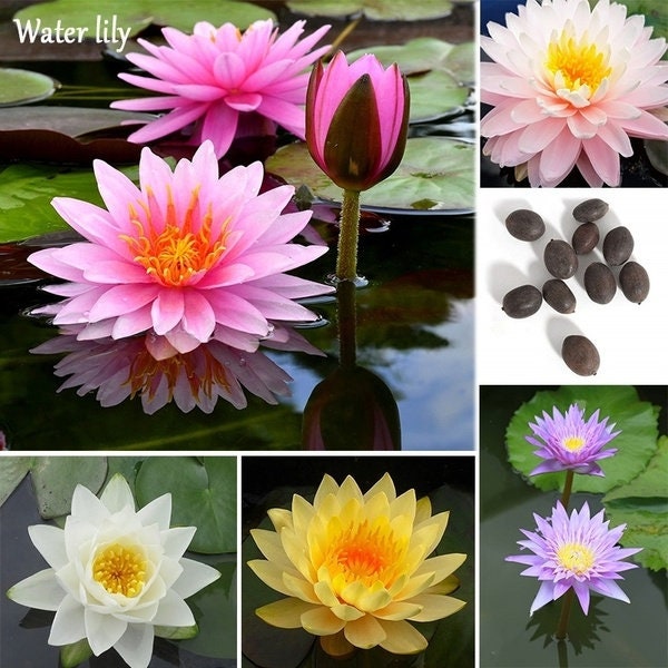 Bonsai Water lily Seeds - 10 Seeds - Flowering Water Bonsai with Lily Pad