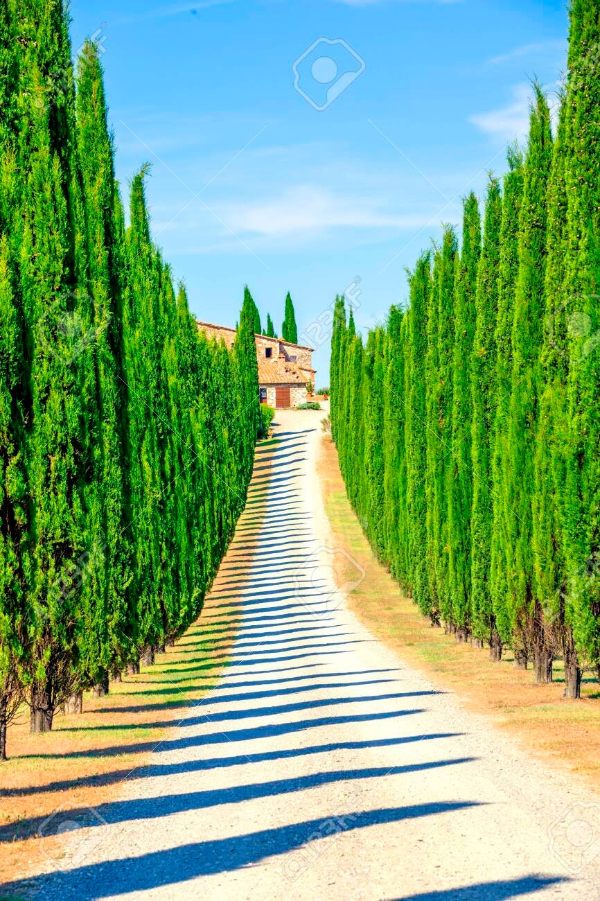 100 Italian Cypress Seeds for Planting | Exotic Evergreen Tree Seeds to Grow, Great for Landscaping and Hedge Rows