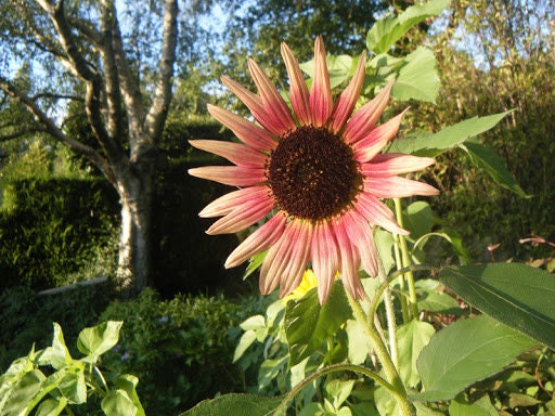 Indian Blanket Sunflower Seeds to Grow | 25+ Seeds | Grow Exotic Indian Blanket Sunflowers