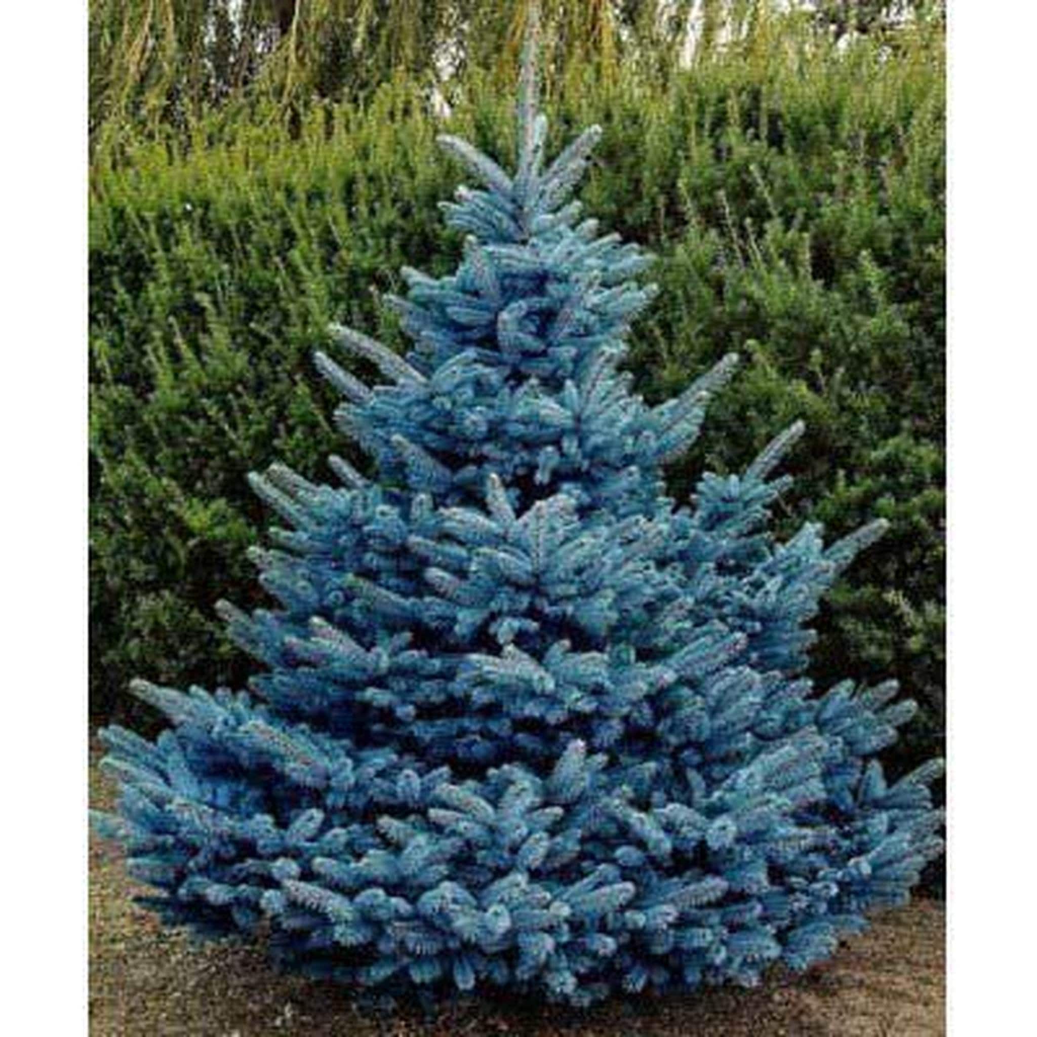 planting blue spruce seeds 50 Blue Spruce Seeds for Planting