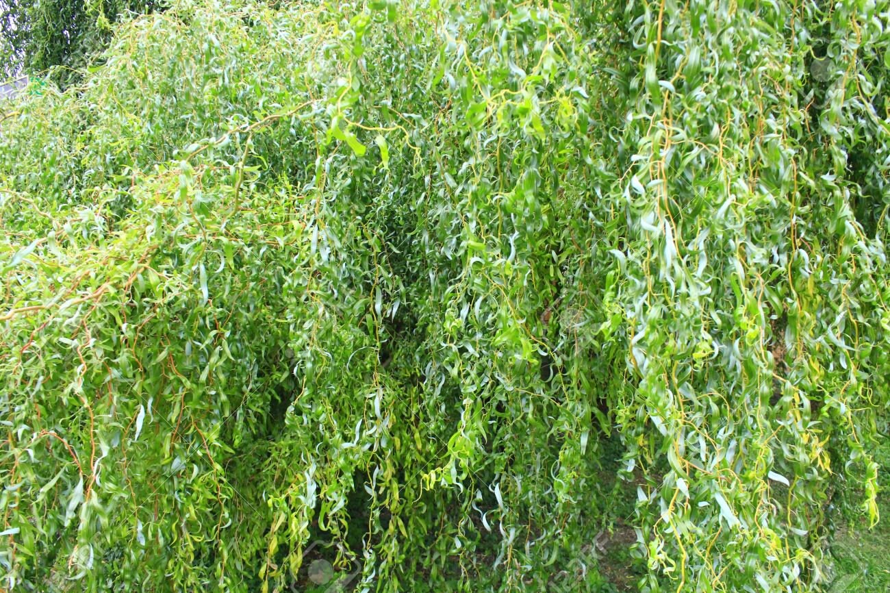 Rare - Weeping Golden Curly Willow Tree Cutting - Grow a Weeping Curly Tree - Exotic and Hard to Find